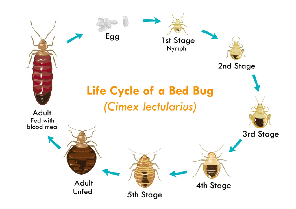 Life Cycle Of A Bed Bug (Cimex lectularius)