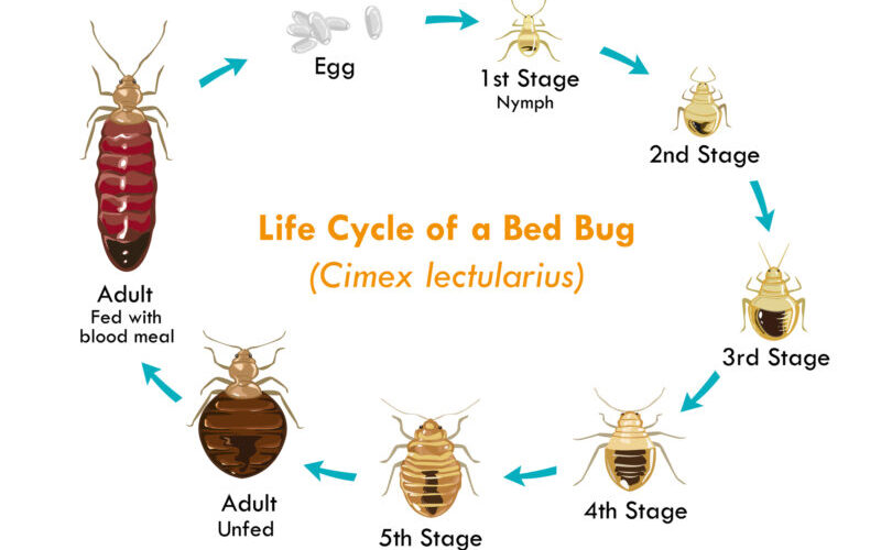 Life Cycle Of A Bed Bug (Cimex lectularius)