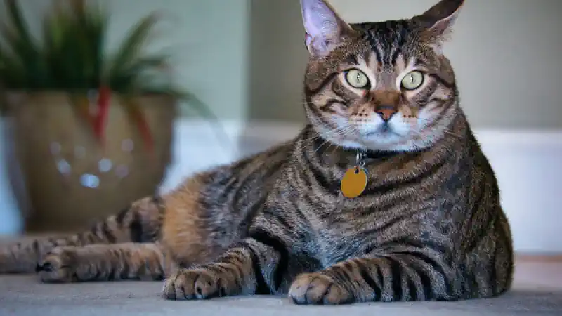 house clean with pets