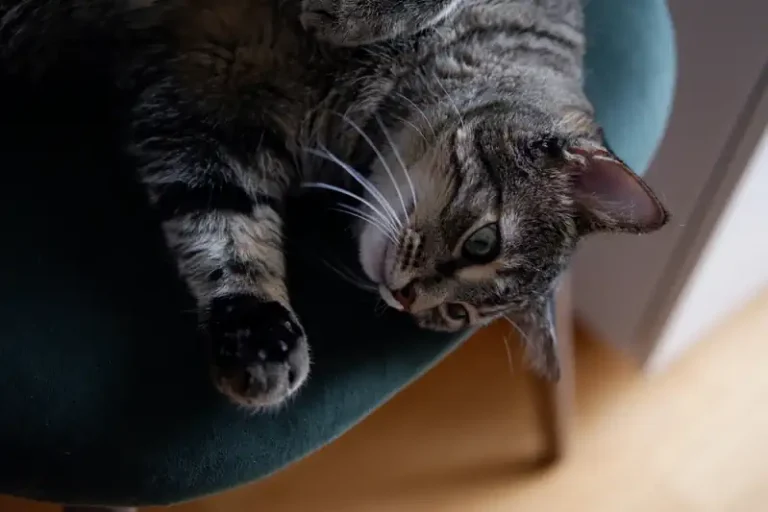 make your house smell good