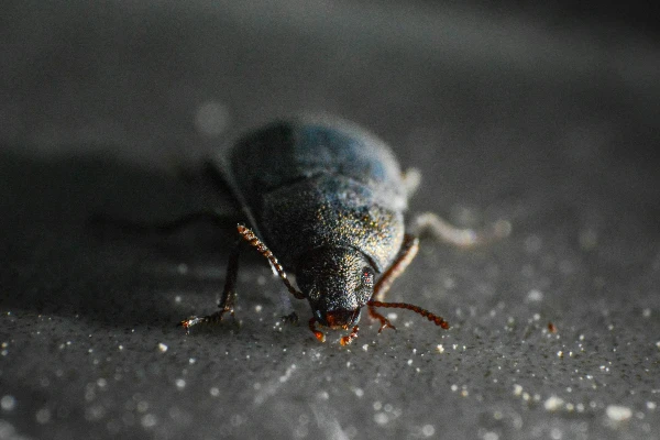 how to prevent bed bugs