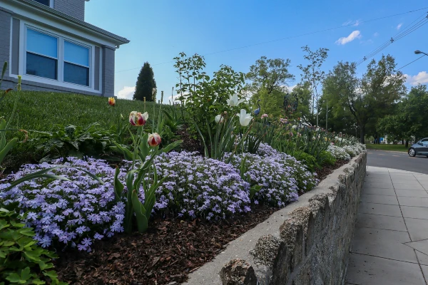 Flowers for Your Lawn