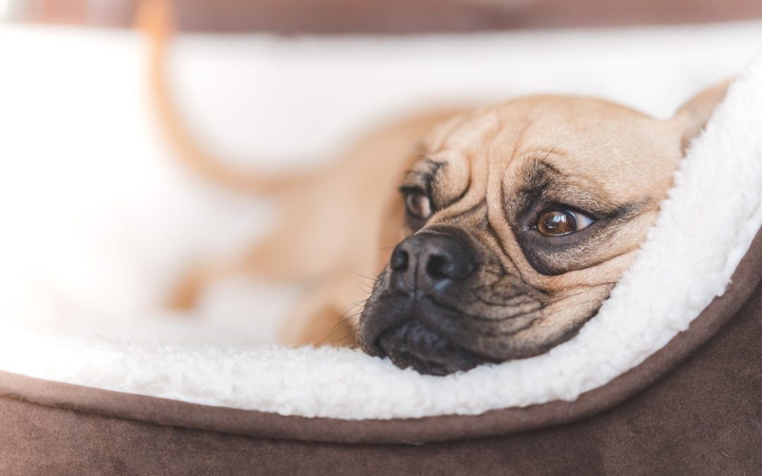 Which Dog Bed Is Right for Your Dog?
