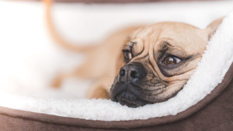 Which Dog Bed Is Right for Your Dog