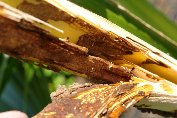 Eliminate Termites
