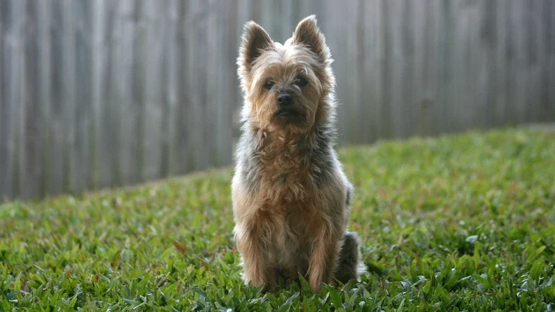 Wireless Dog Fence