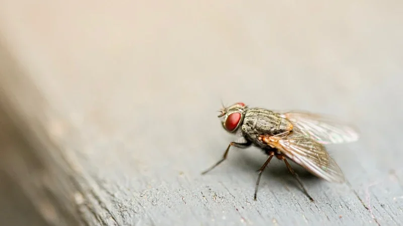 Installing a Flycatcher