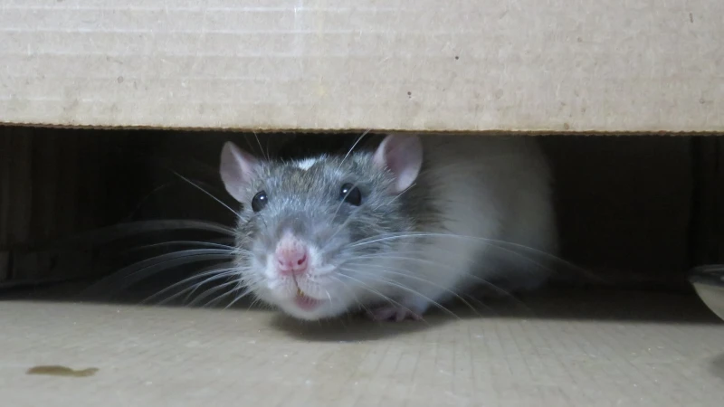 How To Safely Get Rid Of Rats