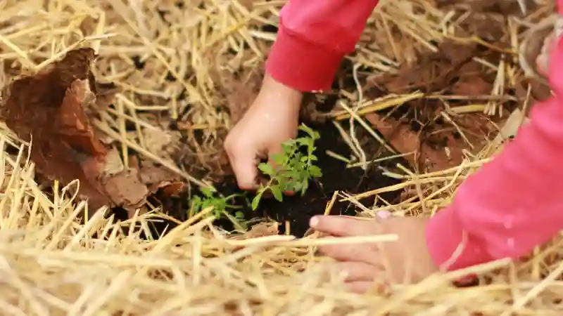 Eco-Friendly Gardens