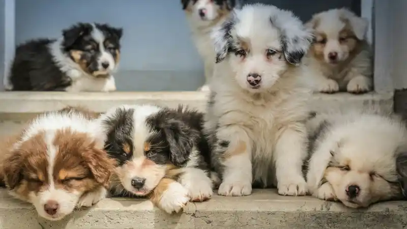 Cute Puppies