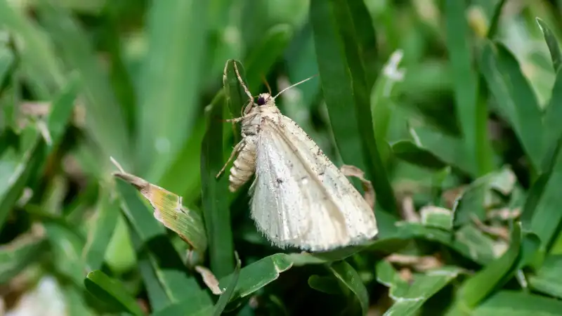 Getting Rid of Moths