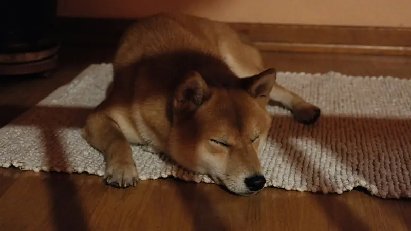 Designing a Pet-Friendly Home: A Guide for Families